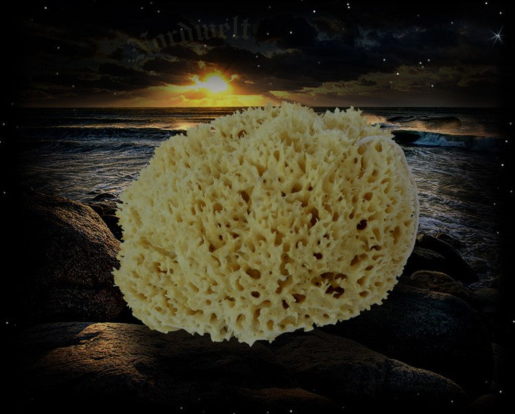 Natur Schwamm echter Naturschwamm aus dem Mittelmeer 