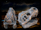 Deko Schädel Tyrannosaurus Rex, Deko  Dino- Schädel, Polyresin
